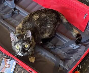 Tessa -  Domestic Short Hair Cat for Adoption in Palo Alto, California - Tessa | PetCurious