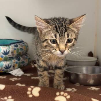 Peony -  Domestic Short Hair Cat for Adoption in Kent, Washington - Peony | PetCurious