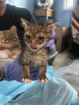 Rescue Domestic Short Hair Cats for Adoption in Albuquerque, New Mexico - Slimeball Simon | PetCurious