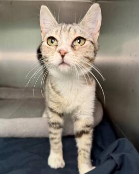 Domestic Short Hair Cats Available for Adoption in Fort Walton Beach, Florida - YASMINA | PetCurious