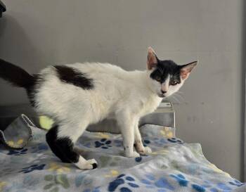 Larissa -  Domestic Short Hair Cat for Adoption in Dickson, Tennessee - Larissa | PetCurious