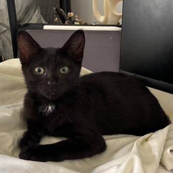 Kitsy -  Domestic Short Hair Cat for Adoption in Jupiter, Florida - Kitsy | PetCurious