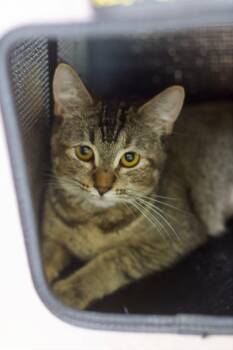 Puff -  Domestic Short Hair Cat for Adoption in Umatilla, Florida - Puff | PetCurious