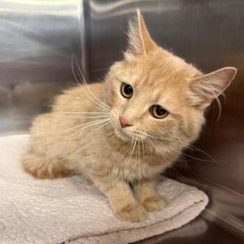 Tiger Lily -  Domestic Medium Hair Cat for Adoption in Spokane, Washington - Tiger Lily | PetCurious
