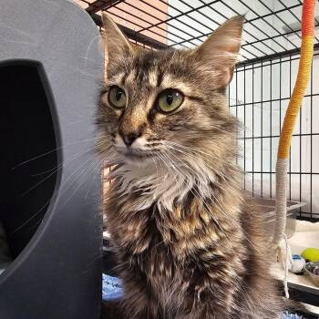 Clover -  Domestic Long Hair Cat for Adoption in Columbus, North Carolina - Clover | PetCurious