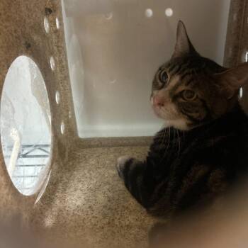 Lickums -  Domestic Short Hair Cat for Adoption in Philadelphia, Pennsylvania - Lickums | PetCurious