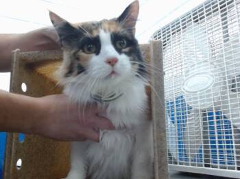 Domestic Short Hair Cats Available for Adoption - BASTET | PetCurious