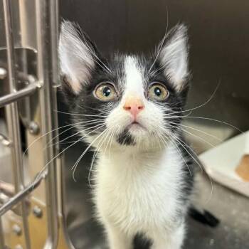 Dot -  Domestic Short Hair Cat for Adoption in Canton, North Carolina - Dot | PetCurious