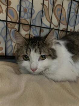 Skopje (rouge) -  Domestic Medium Hair and Domestic Short Hair Cat for Adoption in Montreal, Quebec - Skopje (rouge) | PetCurious