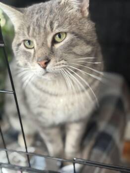 Domestic Short Hair Cats Available for Adoption - Traeger | PetCurious