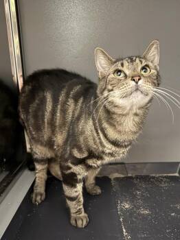 Winter -  Domestic Short Hair Cat for Adoption in West Mifflin, Pennsylvania - Winter | PetCurious