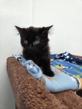 Baxter -  Domestic Long Hair Cat for Adoption in Brookings, Oregon - Baxter | PetCurious