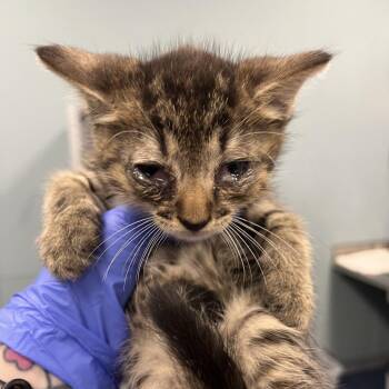 Twizzler -  Domestic Short Hair Cat for Adoption in Greensboro, North Carolina - Twizzler | PetCurious