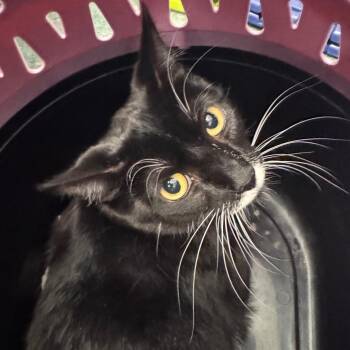 Domestic Short Hair Cats Available for Adoption in Clearwater, Florida - MilkyWay | PetCurious
