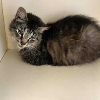 Theodore -  Domestic Medium Hair Cat for Adoption in Concord, New Hampshire - Theodore | PetCurious