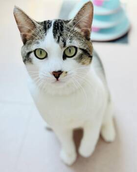 Domestic Short Hair Cats Available for Adoption in Oakland, California - Frank | PetCurious