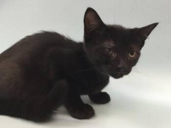 Rhea Ripley -  Domestic Short Hair Cat for Adoption in Woodbury, Minnesota - Rhea Ripley | PetCurious