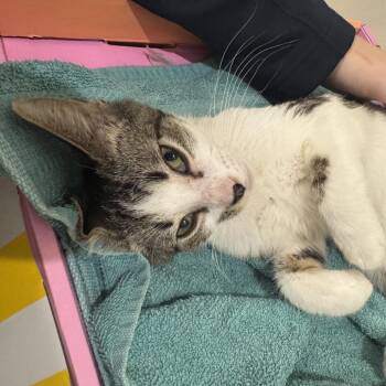 Very Blue Moon -  Domestic Short Hair Cat for Adoption in Fredericksburg, Virginia - Very Blue Moon | PetCurious