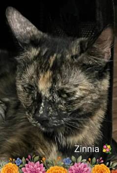 Zinnia -  Domestic Short Hair Cat for Adoption in Las Vegas, Nevada - Zinnia | PetCurious