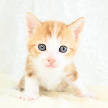 Domestic Short Hair Cats Available for Adoption in Mobile, Alabama - C.C. | PetCurious