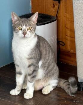 Domestic Short Hair Cats Available for Adoption - Silver | PetCurious