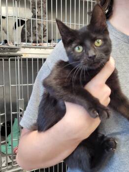 Rescue Domestic Short Hair Cats for Adoption in Hopkinsville, Kentucky - Gretchen | PetCurious