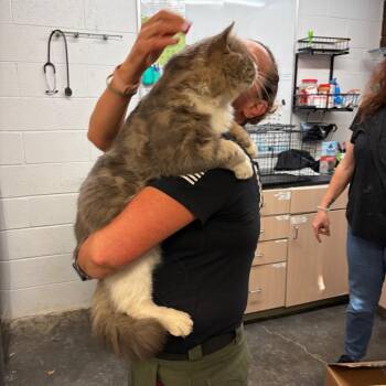 Rambo -  Domestic Medium Hair and Domestic Short Hair Cat for Adoption in Evensville, Tennessee - Rambo | PetCurious