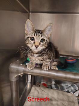 Screech -  Domestic Short Hair Cat for Adoption in Lincoln, California - Screech | PetCurious