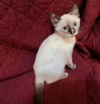 Elinor -  Domestic Short Hair and Siamese Cat for Adoption in Greensboro, North Carolina - Elinor | PetCurious