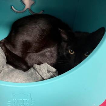 Domestic Short Hair Cats Available for Adoption in Titusville, Florida - Butcher | PetCurious