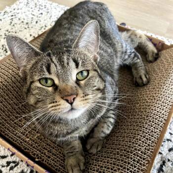 Estella -  Domestic Short Hair Cat for Adoption in Chicago, Illinois - Estella | PetCurious