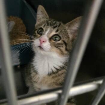 Nevada 26-172 -  Domestic Short Hair Cat for Adoption in Tawas City, Michigan - Nevada 26-172 | PetCurious