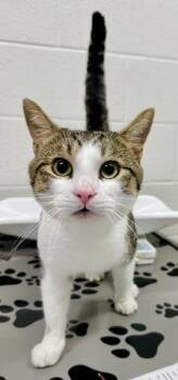 ZIGGY -  Domestic Short Hair Cat for Adoption in Derwood, Maryland - ZIGGY | PetCurious