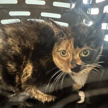 Honey -  Domestic Short Hair Cat for Adoption in Newark, New Jersey - Honey | PetCurious