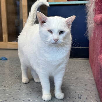 Rescue Domestic Short Hair Cats for Adoption in Hopewell, Virginia - Snow White | PetCurious