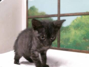 ZELDA -  Domestic Short Hair Cat for Adoption in Houston, Texas - ZELDA | PetCurious
