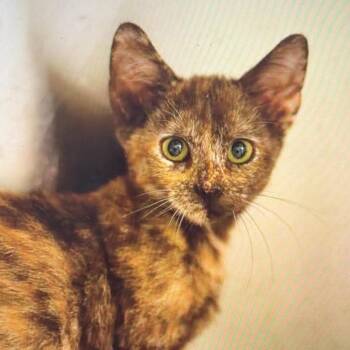 Jobena -  Domestic Short Hair Cat for Adoption in Wadena, Minnesota - Jobena | PetCurious