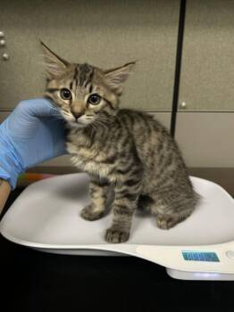 Domestic Short Hair Cats Available for Adoption in Las Vegas, Nevada - HAFA | PetCurious
