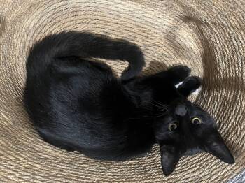 Rescue Domestic Short Hair Cats for Adoption in Rio Linda, California - Buddy | PetCurious