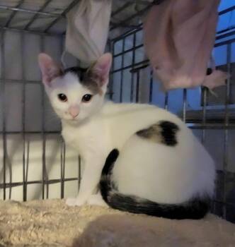 Rescue Domestic Short Hair Cats for Adoption in East Brunswick, New Jersey - Ricotta | PetCurious