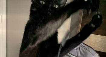 Rescue Domestic Medium Hair Cats for Adoption in Houston, Texas - Lexi | PetCurious