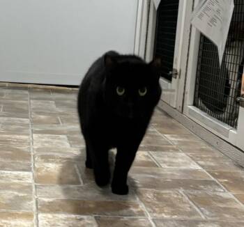 Domestic Short Hair Cats Available for Adoption in Altoona, Pennsylvania - Melgunk | PetCurious