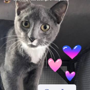 Rescue Domestic Short Hair Cats for Adoption in Etna, Pennsylvania - Candy Button | PetCurious