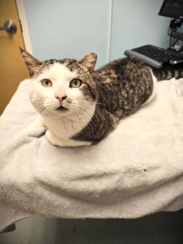 Trooper -  Domestic Short Hair Cat Available for Adoption in Pawtucket, Rhode Island - Trooper | PetCurious