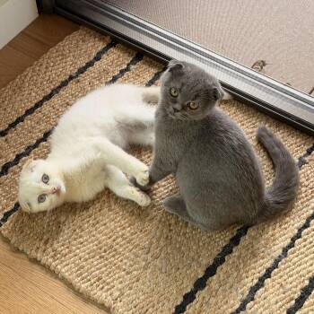 Oberon & Janus -  Scottish Fold Cat for Adoption - Oberon & Janus | PetCurious