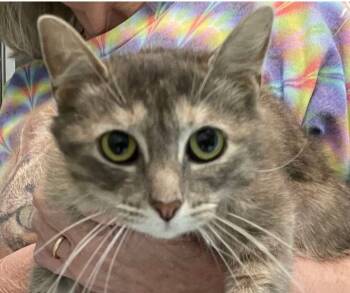 Rescue Domestic Short Hair Cats for Adoption in New Bern, North Carolina - SWEETIE | PetCurious