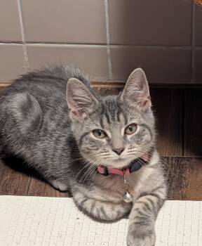 Liberty -  Domestic Short Hair Cat for Adoption in Kenhorst, Pennsylvania - Liberty | PetCurious