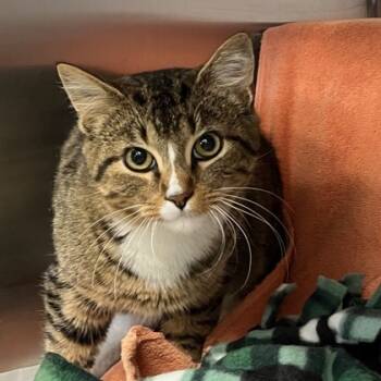 Rescue Domestic Short Hair Cats for Adoption in Madison, Wisconsin - Papaya | PetCurious