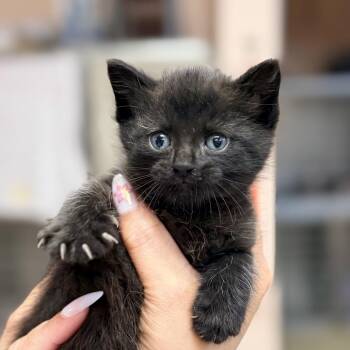 Pixie -  Domestic Short Hair Cat for Adoption in Columbus, Georgia - Pixie | PetCurious