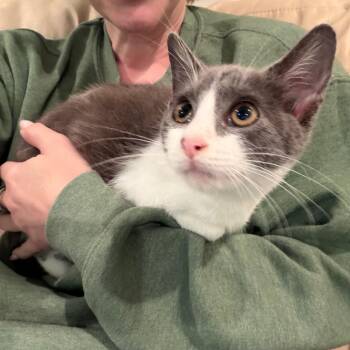 Lexi -  Domestic Short Hair Cat for Adoption in Ferndale, Michigan - Lexi | PetCurious